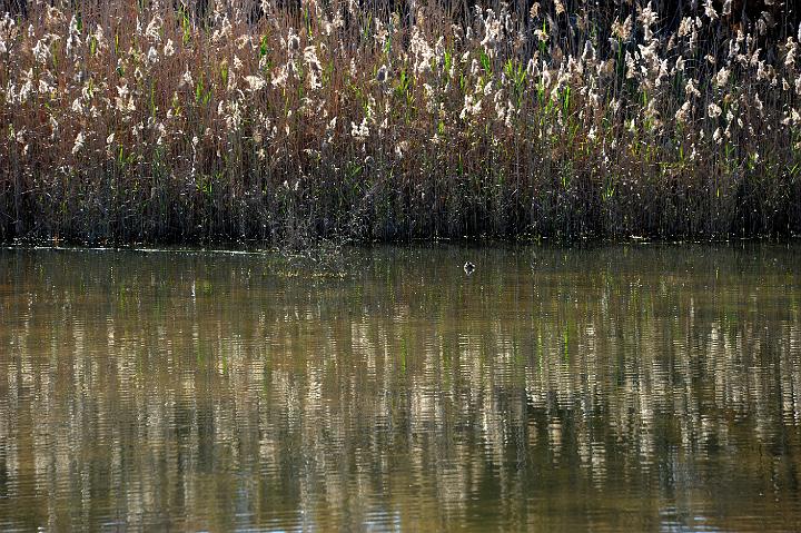 1Saline di Priolo 16.1.2011 (99).jpg